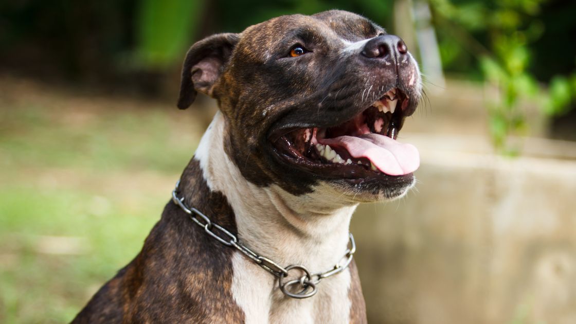 Can Landlord Be Liable for Tenants Pit Bull Attack